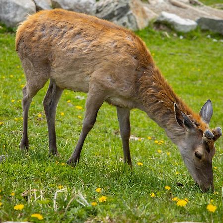 Apartmany Lesy A Luky - V Srdci Tatier Vysoké Tatry 外观 照片